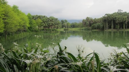 Tranquil lake - lake, reflection, tranquil, tree, flower