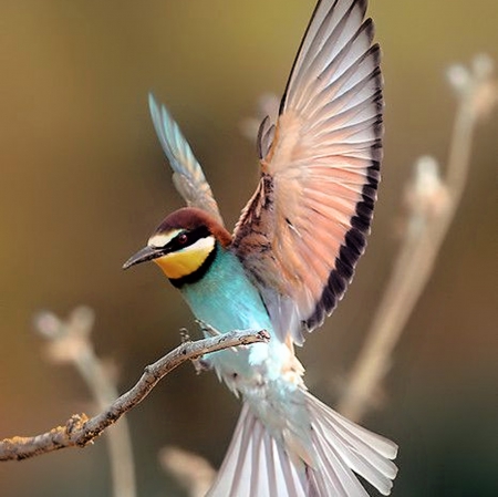 Bird - beautiful, amazing, colors, bird