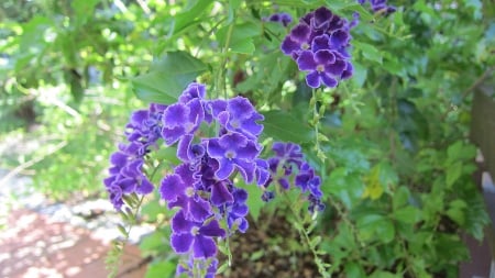 Purple flower - purple, pretty, flower, beautiful