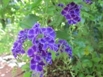 Purple flower