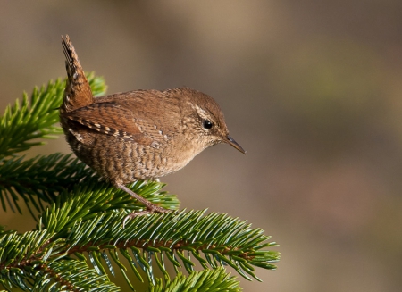 Northern Wren - winter, tree, on, pine