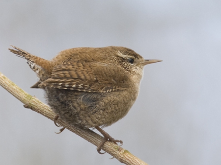 Winter Wren - size, king, small, bird