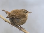 Winter Wren