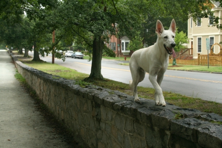 Balance - on, ground, walk, high