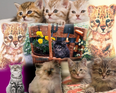 home made collage - kitties, aimals, collage, cats