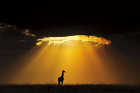 Masai Giraffe Under Setting Sun - clouds, beautiful, sunbeams, grass, sunset, nature, giraffe, Kenia, animals