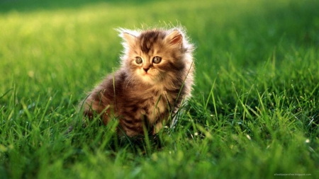 Kitten in the grass - shade, blue, sun, eyed