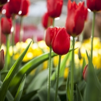 Tulips Fields