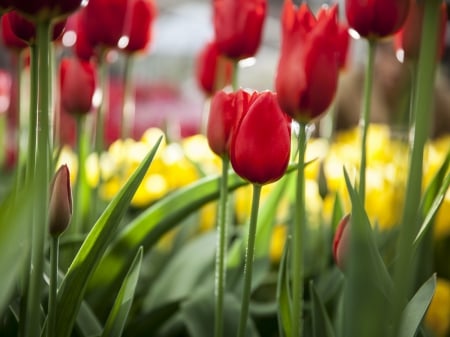 Tulips Fields - bloom, tulips, red, fields