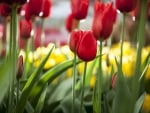 Tulips Fields