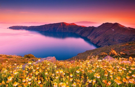 Sunrise At The Island - greece, morning calm, peninsula, santorini, beautiful, flowers, sunrise, sea, cliffs