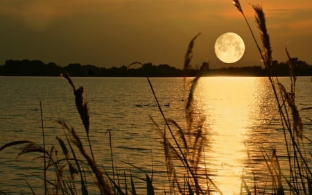 Harvest Moon - Moon, Harvest, Reflection, Water