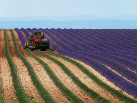 Harvesting Lavender - tractor, field, plants, harvester