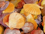 Shells