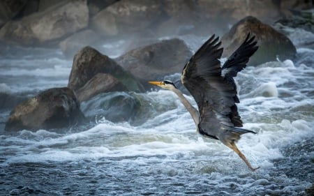 Free - bird, stone, summer, cormorant, blue, flying, sea, feather, ocean, free, wings, waves, rocks