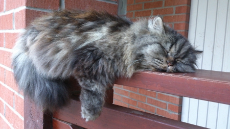 Sleeping beauty - nature, adorable, animals, cats