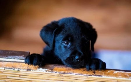 Cute puppy - Cute, puppy, animal, wood