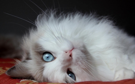 Fluffy kitten - eyes, Kitten, blue, cat