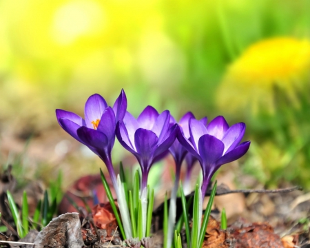 Saffron flowers - flowers, petals, nature, saffron