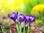 Saffron flowers