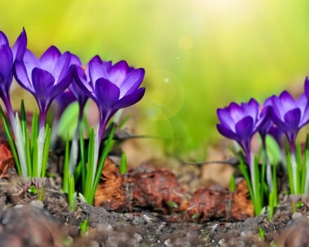 Saffron flowers - flowers, petals, nature, saffron