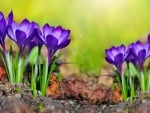 Saffron flowers