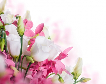 Pink and white flowers - flowers, white, pink, bloom