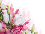 Pink and white flowers