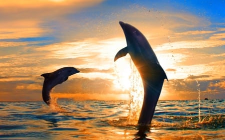 Dance in sunset - dolphins, sky, animals, fish, sunset, sea