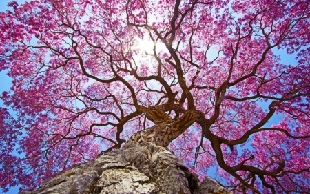 Sakura - flowers, sky, sakura, tree