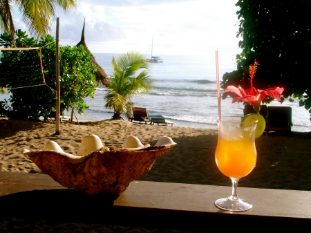 Summer Drink - tropical, glass, fruit, shell, palms, sea