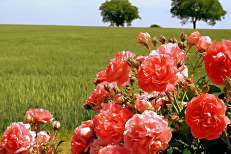 Beautiful Roses - wheat, blossoms, landscape, trees, field