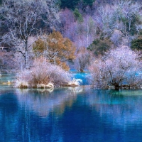 Trees Reflecting in a Lake