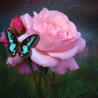 Butterfly on Pink Rose