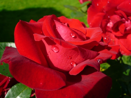 Pretty Red Roses - nature, macro, roses, red, petals, flowers, dew, drops