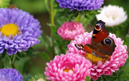 Peacock Eyes Butterfly - flowers, butterfly, animals, macro