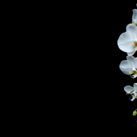 White orchids