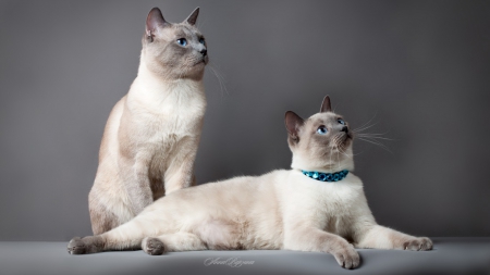 We Are Siamese if You Please - pair, cats, photography, siamese