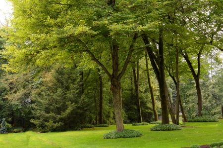 Glorious Green Nature - woods, beautiful nature, glorious green nature, outdoors, great outdoors