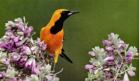 Hooded Oriole FC - bird, avian, photography, oriole, photo, wide screen, songbird, animal, wildlife