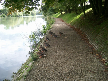 ducks band - nature, marne, france, ducks, animals