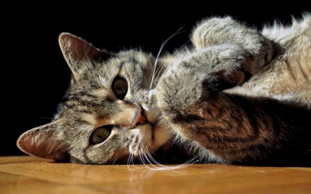 Cat - sleeping, cat face, hat, cat, kitty, animals, lovely, kitten, paws, face, pretty, cats, beautiful, cute