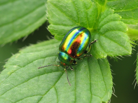 colorful insect - insect, leaves, nature, green