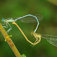 Insect heart