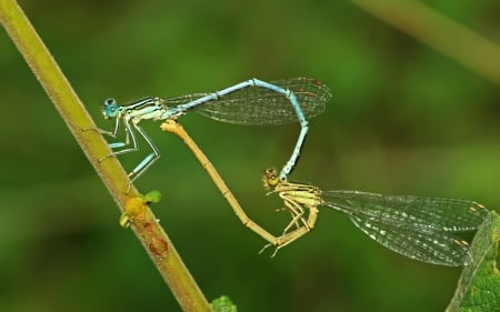 Insect heart - insect, heart, nature, green