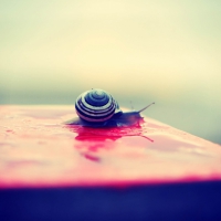 cool snail