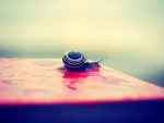 cool snail