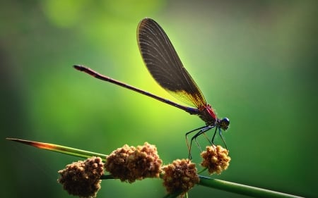 dragonflies - insect, fresh, dragonflies, green