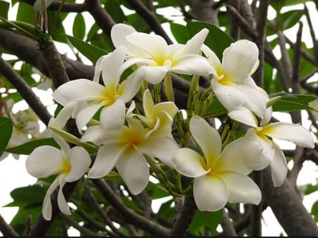 Lovely Plumeria - flowers, trees, nature, plumeria