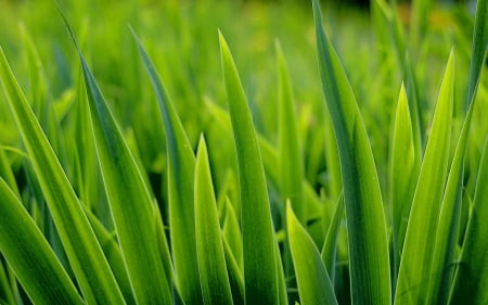 Blades of Grass - blades, nature, green, grass